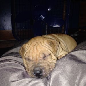 Meet your Posher, Dawn